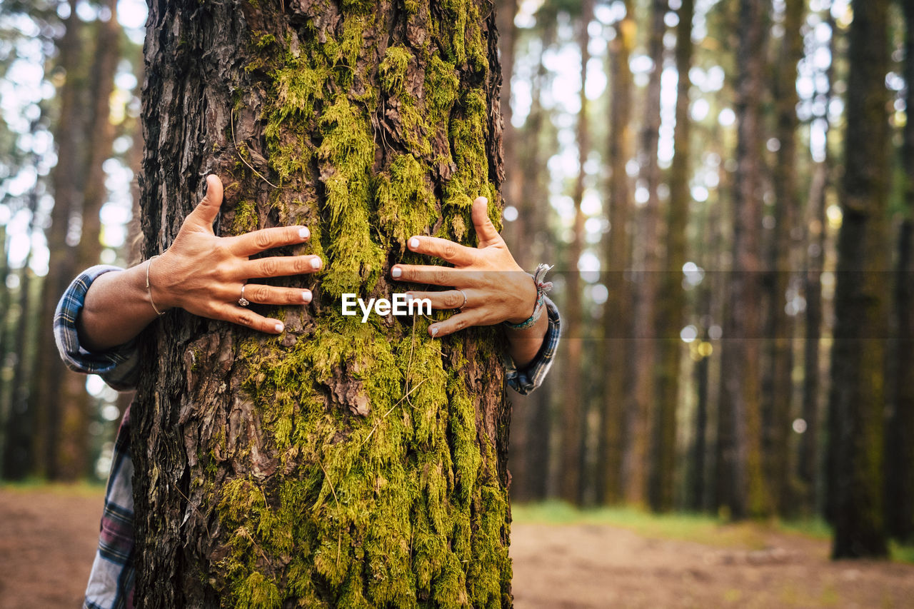 Midsection of person embracing tree trunk in forest