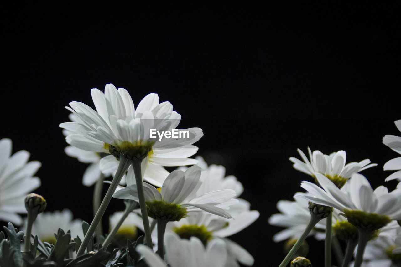 CLOSE-UP OF WHITE FLOWERS