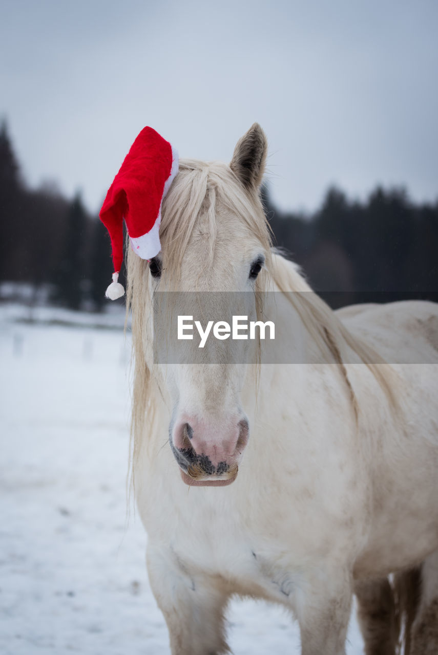 View of a horse on snow