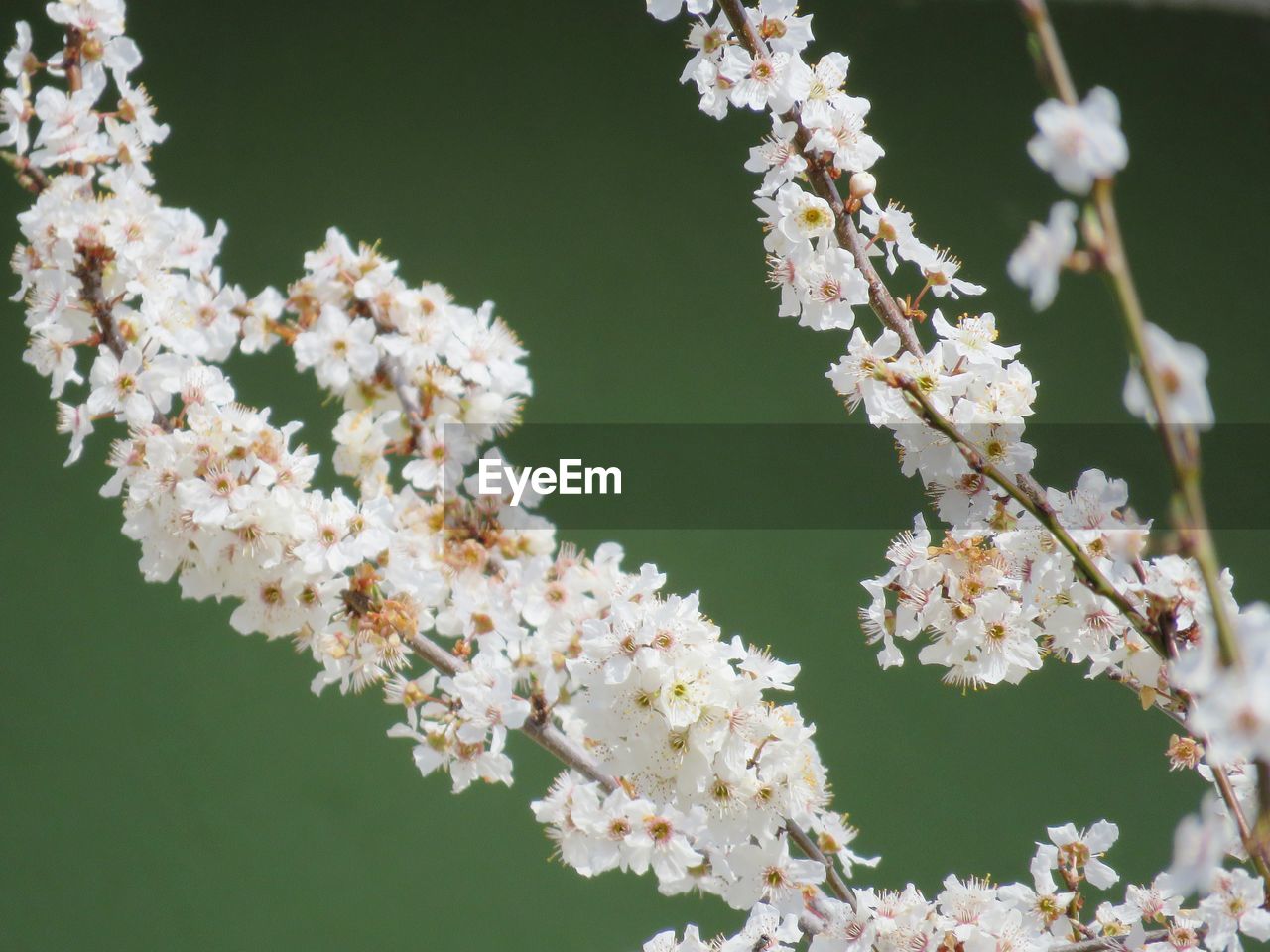 Close-up of white cherry blossoms