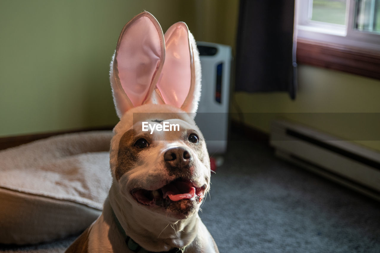 CLOSE-UP OF DOG LOOKING AT HOME