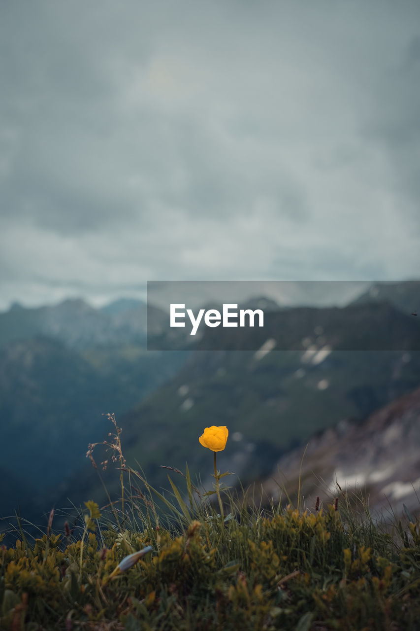 Wild yellow flower in alpine landscape against mountain range and cloudy sky