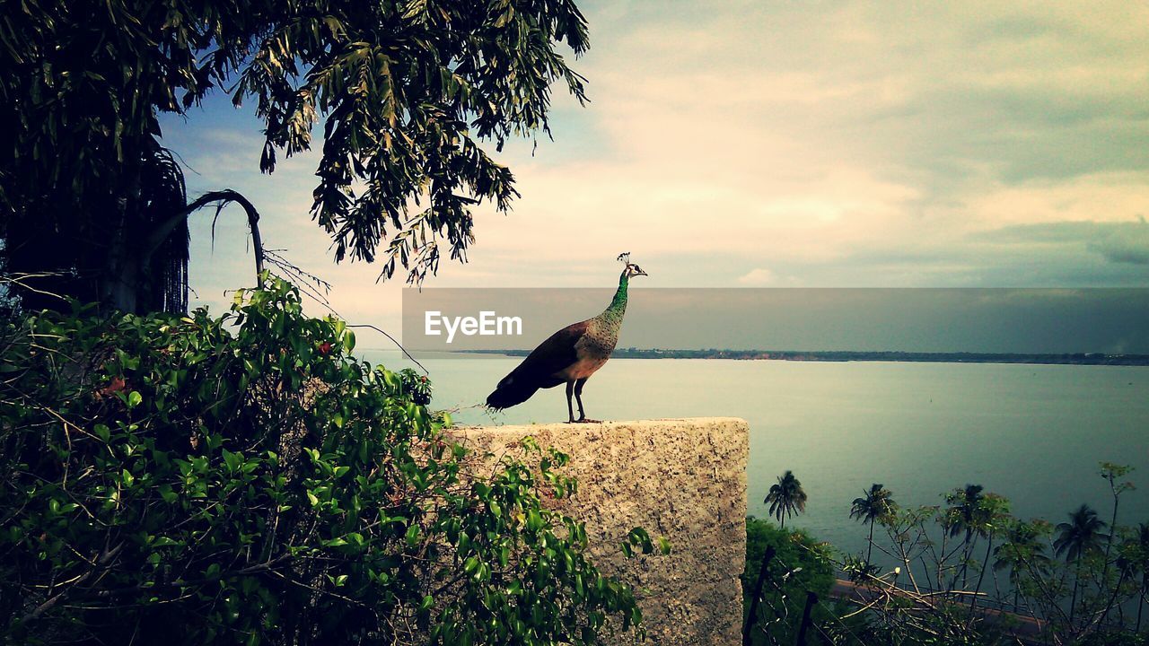 Peacock perching on retaining wall by lake against sky