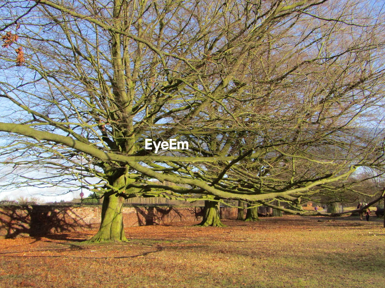 BARE TREE IN PARK AGAINST SKY