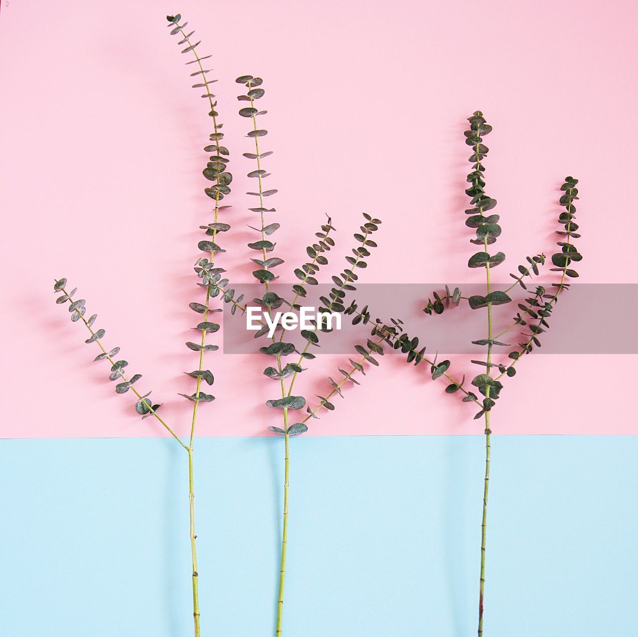 Close-up of eucalyptus leaves against pink and blue background 