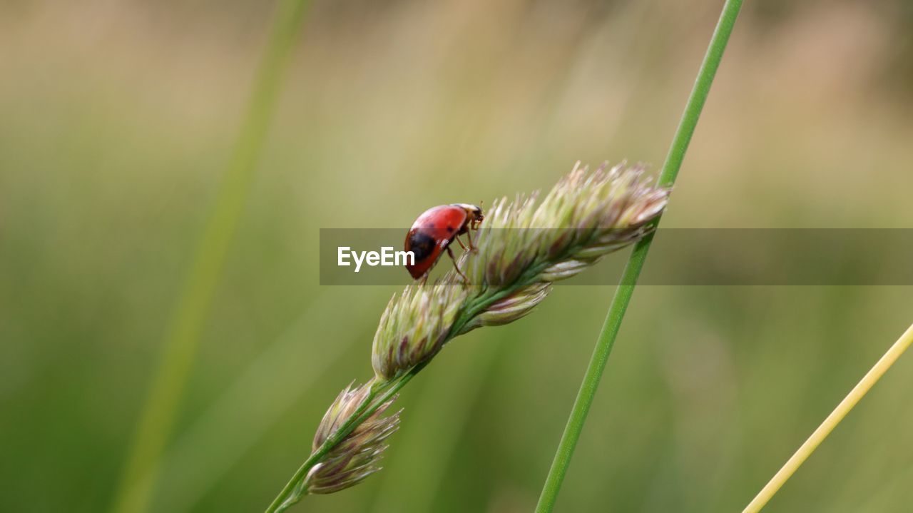 CLOSE-UP OF LADYBUG ON GRASS