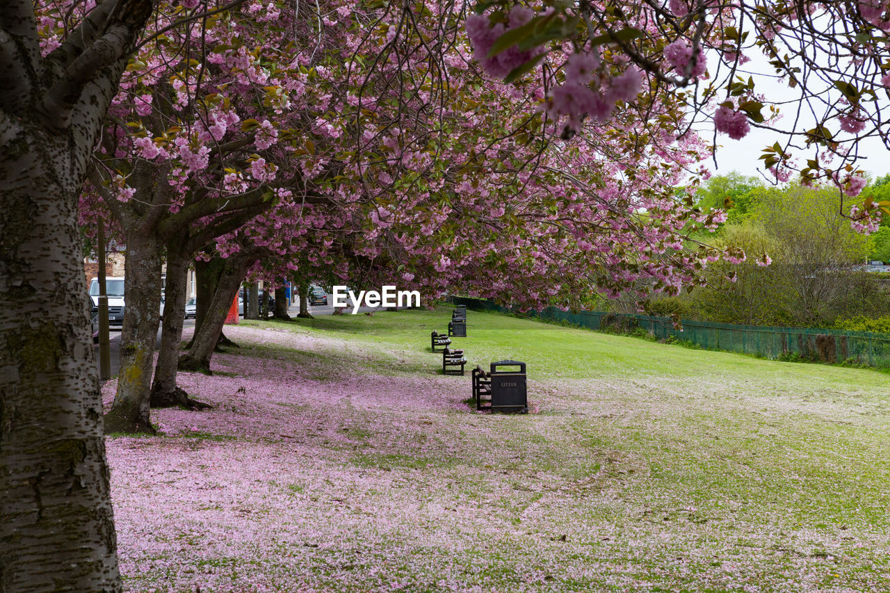 VIEW OF CHERRY BLOSSOM FROM PARK