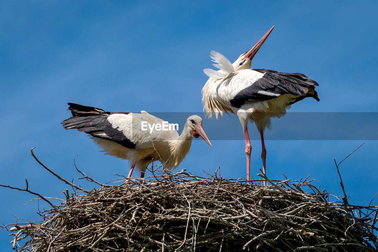 White stork ciconia ciconia couple standing on their nest during spring