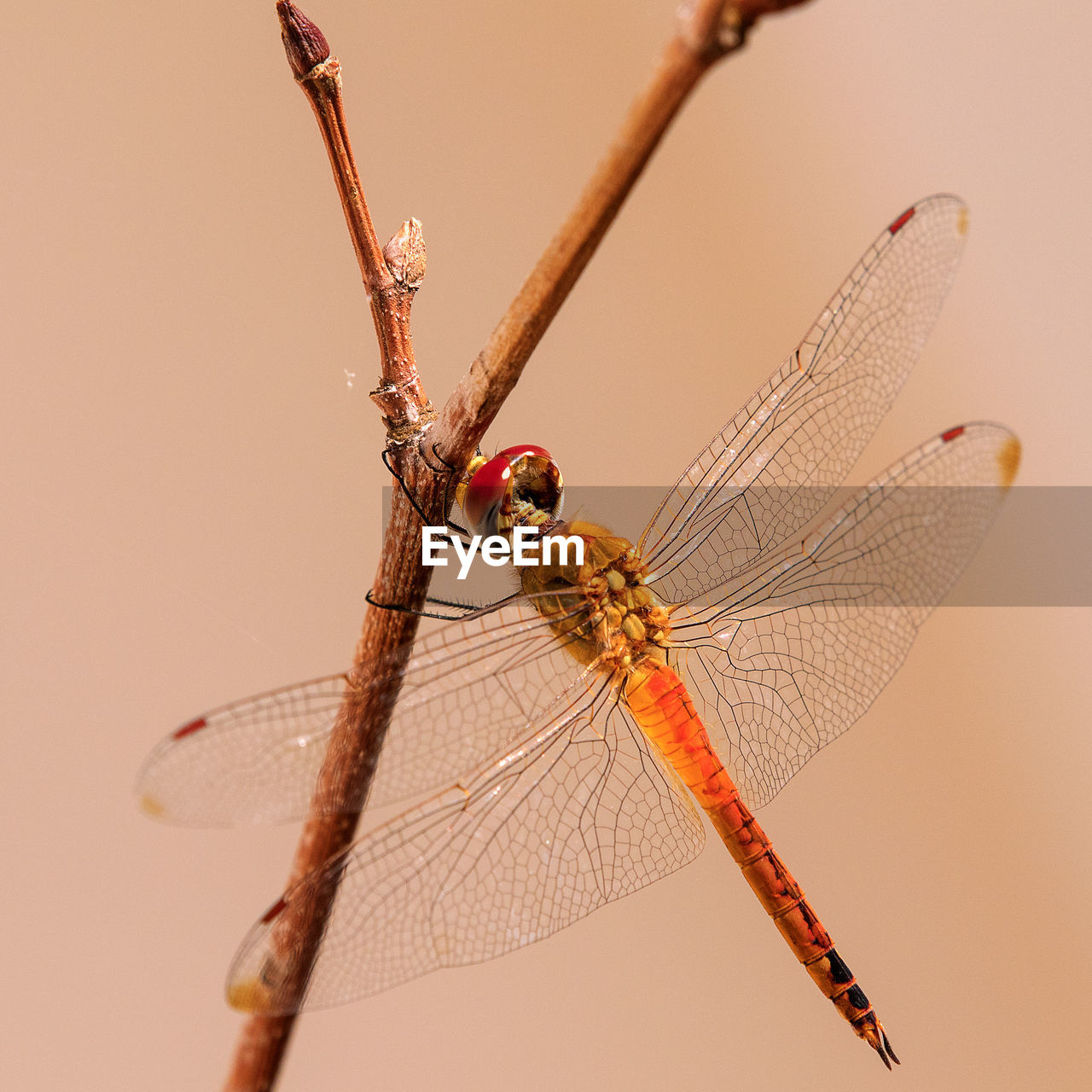 Close-up of damselfly