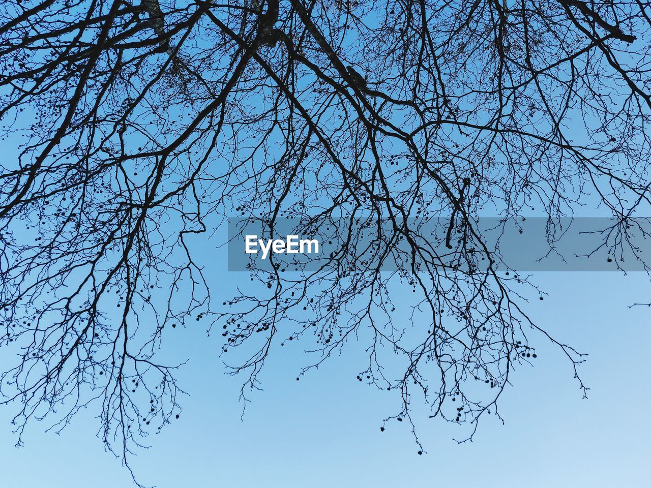 LOW ANGLE VIEW OF SILHOUETTE BARE TREE AGAINST BLUE SKY