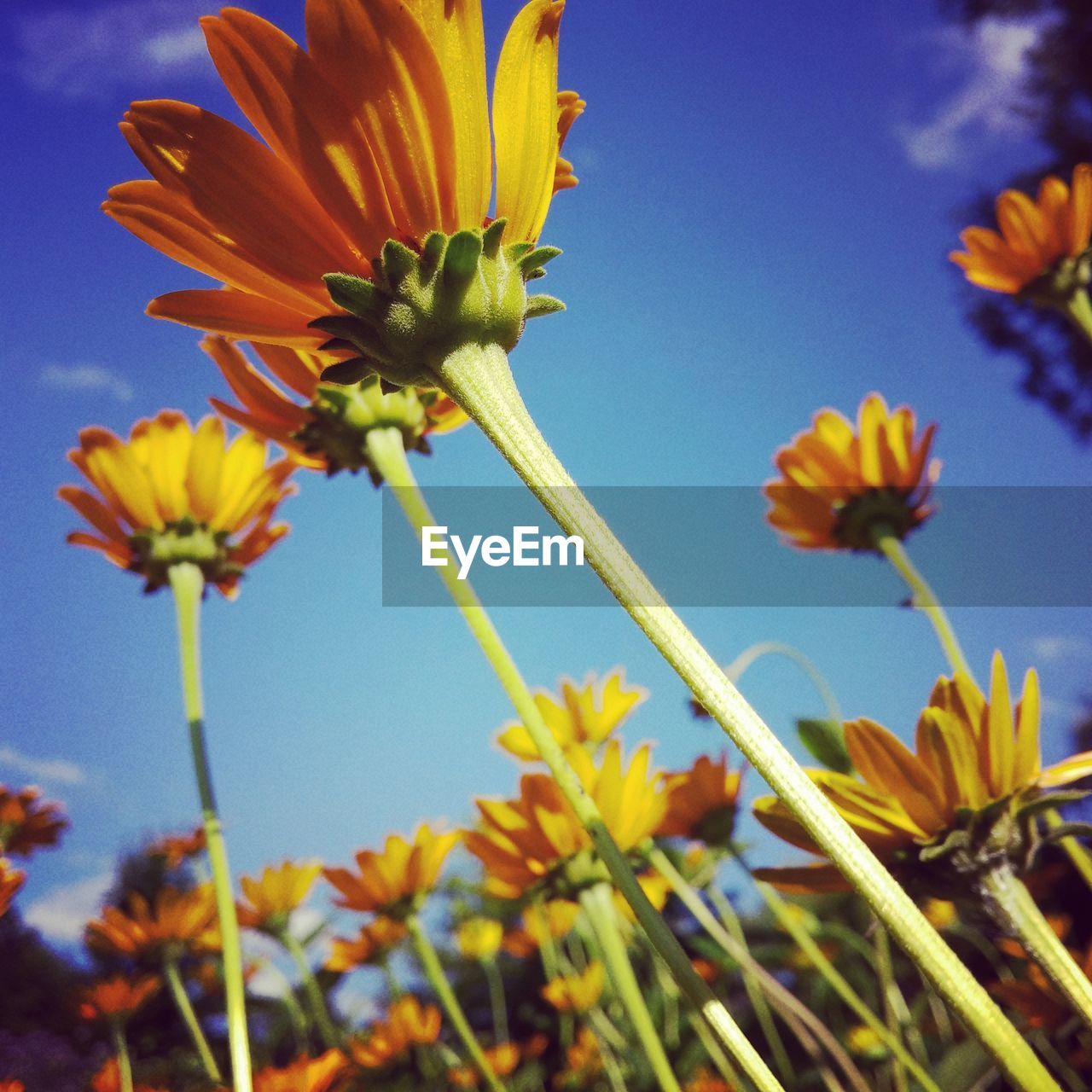 Low angle view of yellow flowers blooming against sky