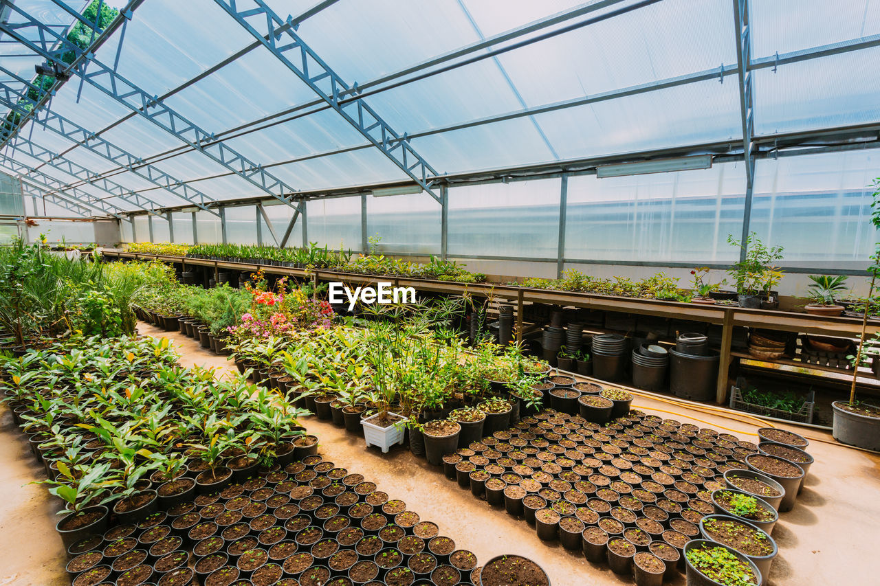 plants growing in greenhouse