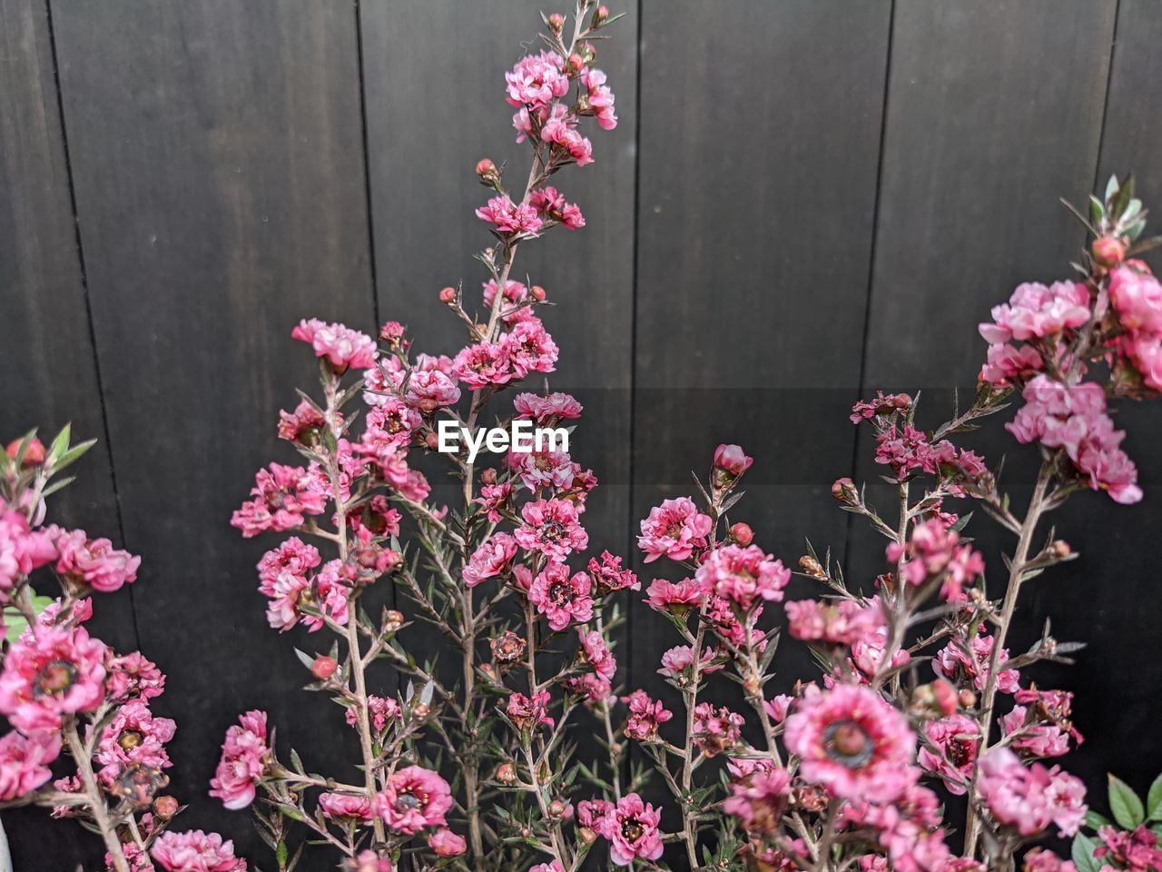 Close-up of pink flowering plants