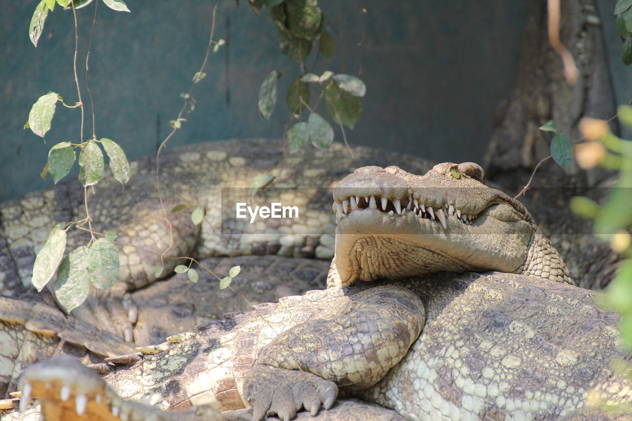 Close-up of crocodiles