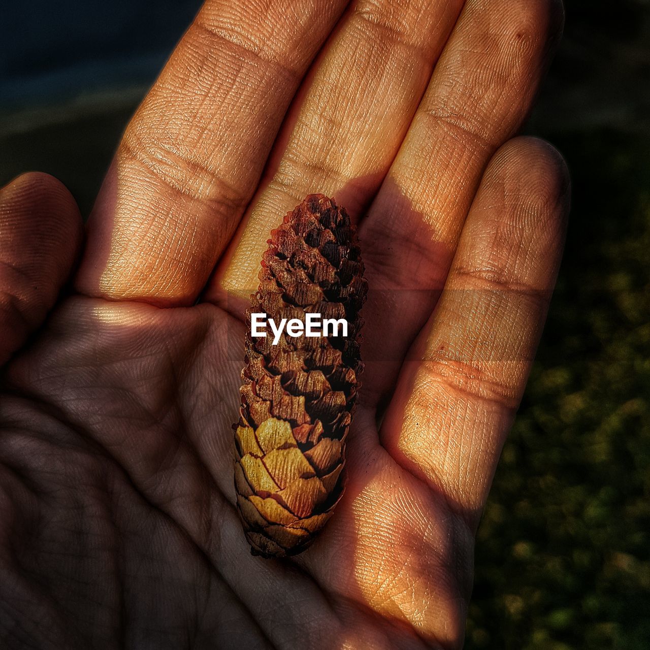 Cropped hand of person holding pine cone