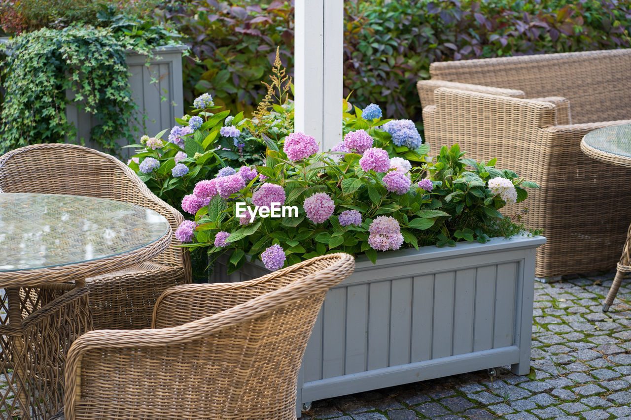 Spend evening on terrace. garden cafe or restaurant with wooden wicker chairs and blooming hydrangea