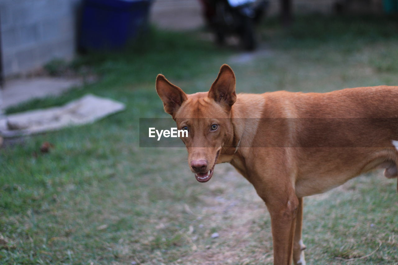 Portrait of a dog on field