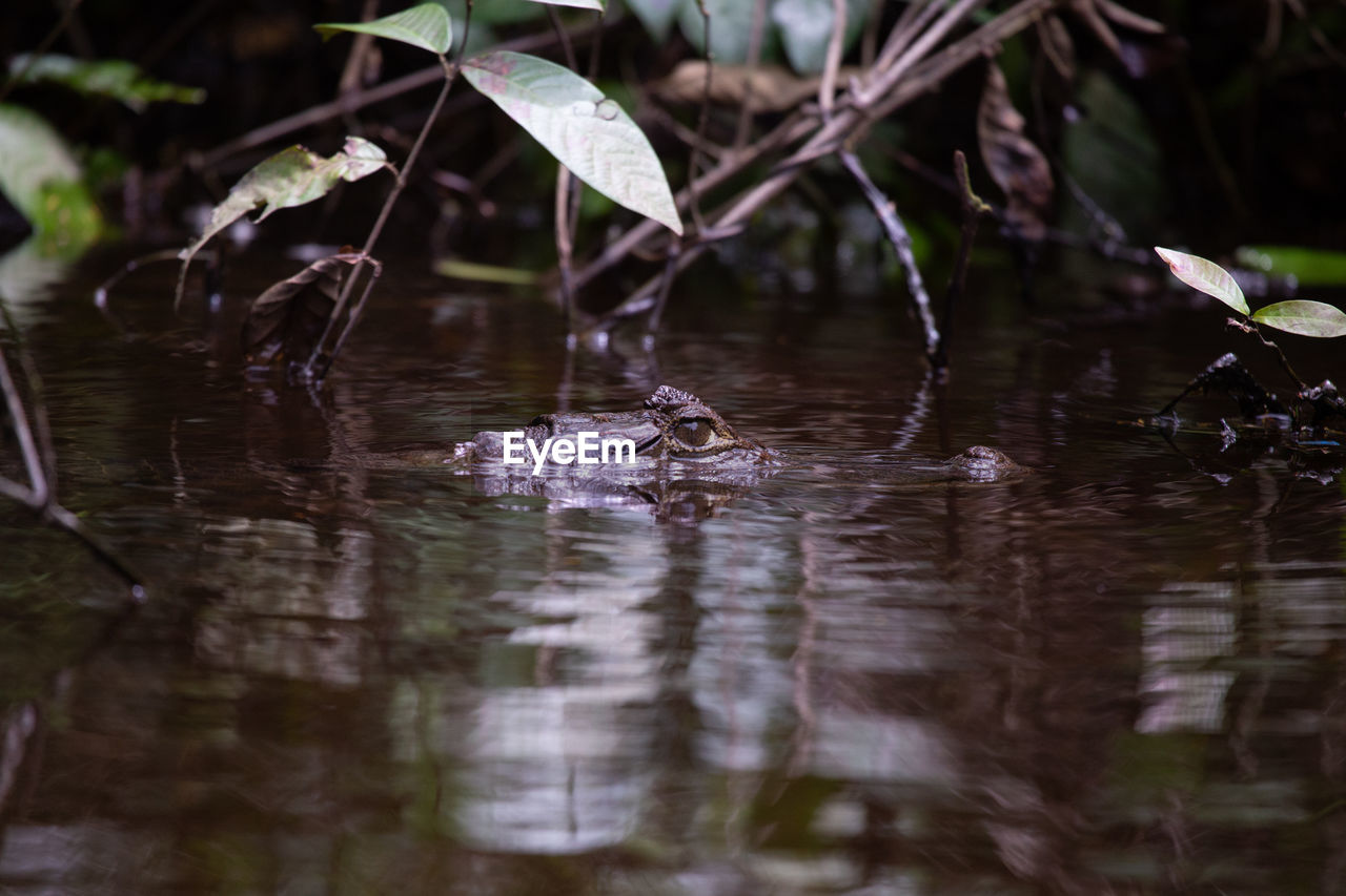 DUCKS SWIMMING IN LAKE