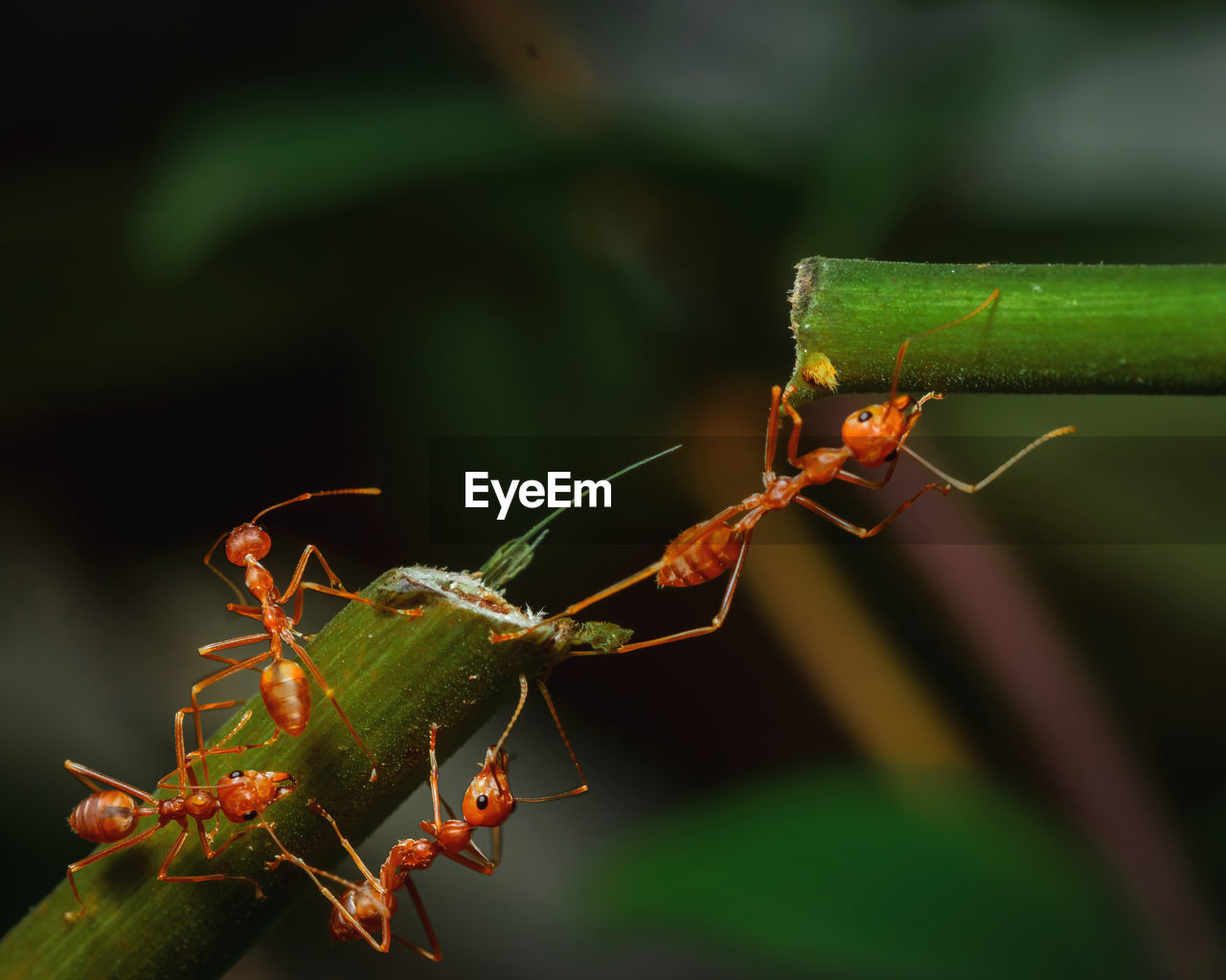 CLOSE-UP OF ANTS ON LEAF