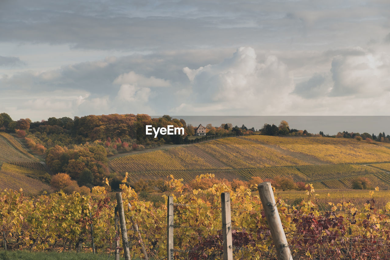 Scenic view of agricultural field against sky