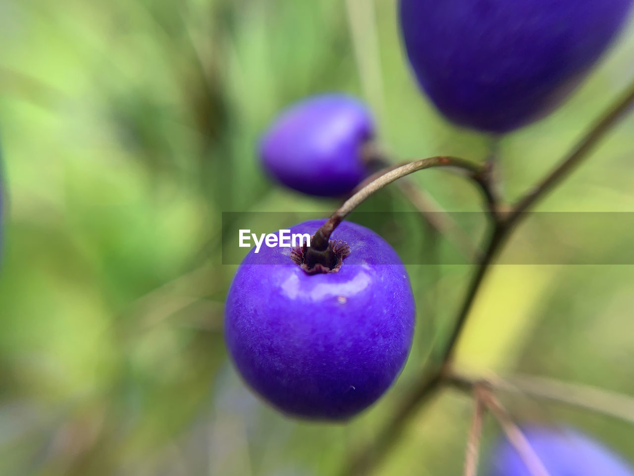 food, food and drink, fruit, healthy eating, flower, purple, plant, freshness, close-up, macro photography, produce, nature, wellbeing, focus on foreground, berry, bilberry, no people, tree, growth, branch, green, selective focus, blossom, outdoors, blue, day, agriculture, ripe, huckleberry, beauty in nature, plant part, leaf