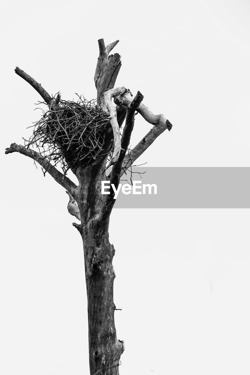 LOW ANGLE VIEW OF BARE TREE AGAINST CLEAR SKY