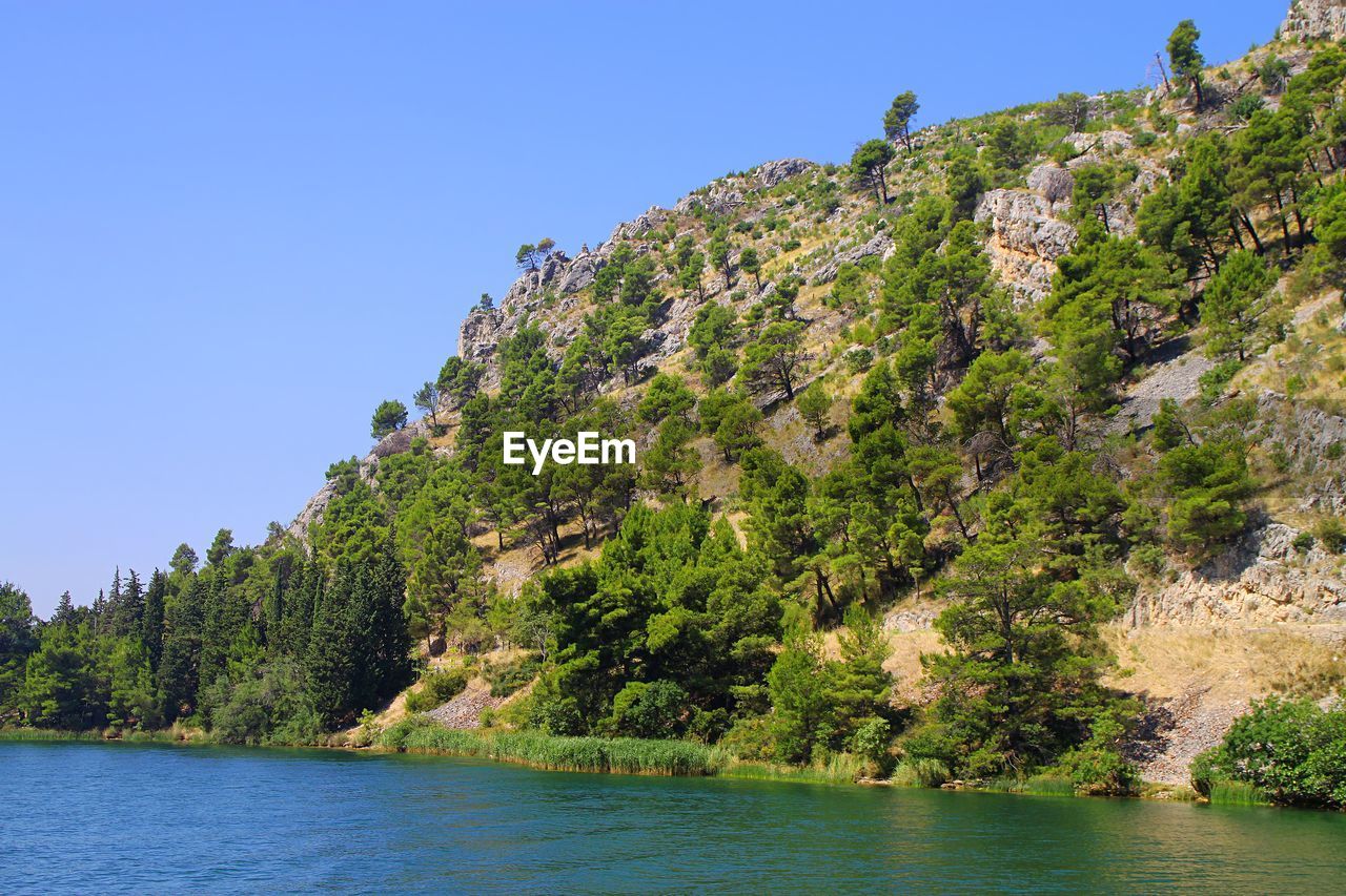 Scenic view of forest against clear sky