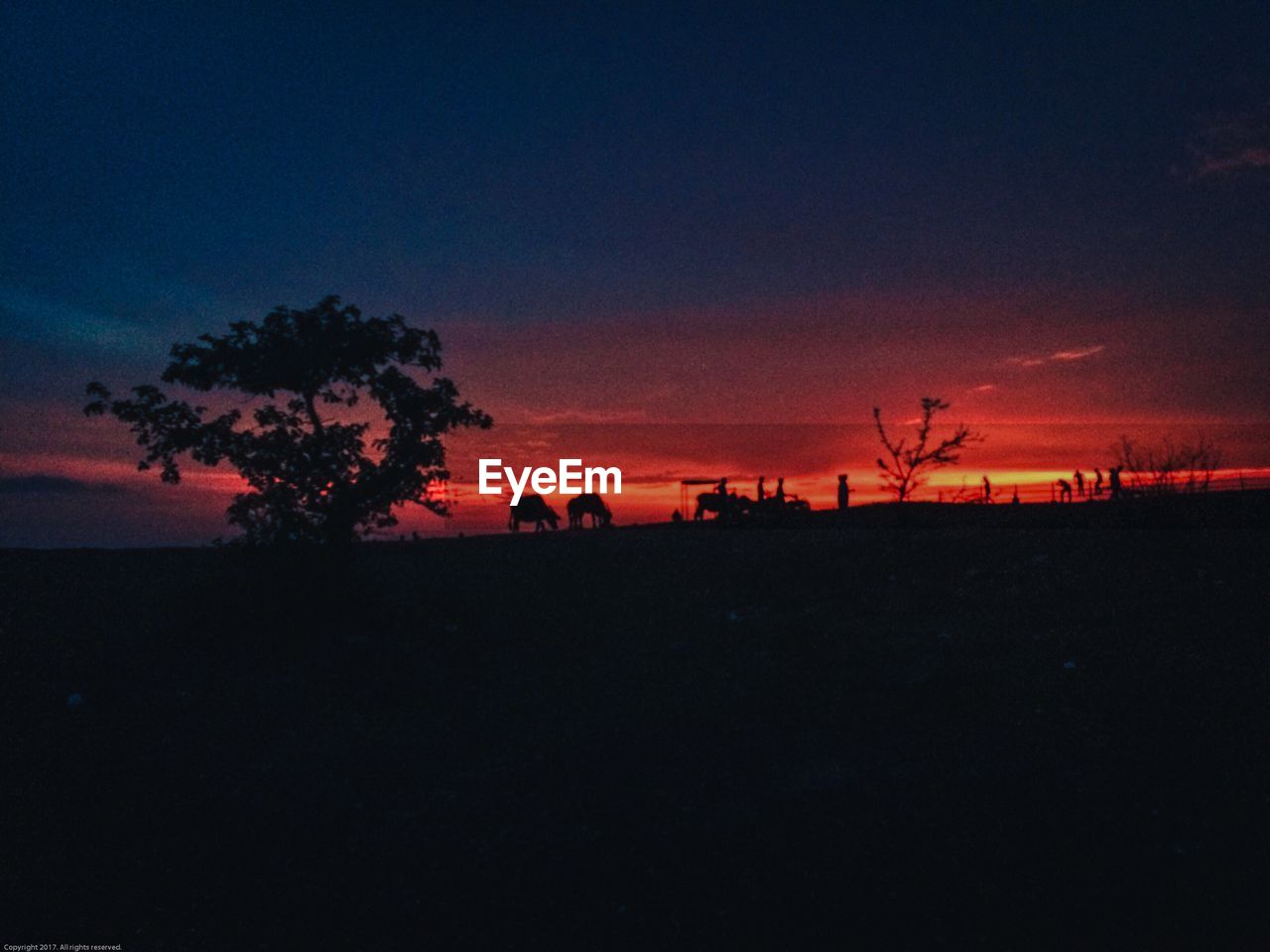 SILHOUETTE TREE AGAINST SKY AT NIGHT