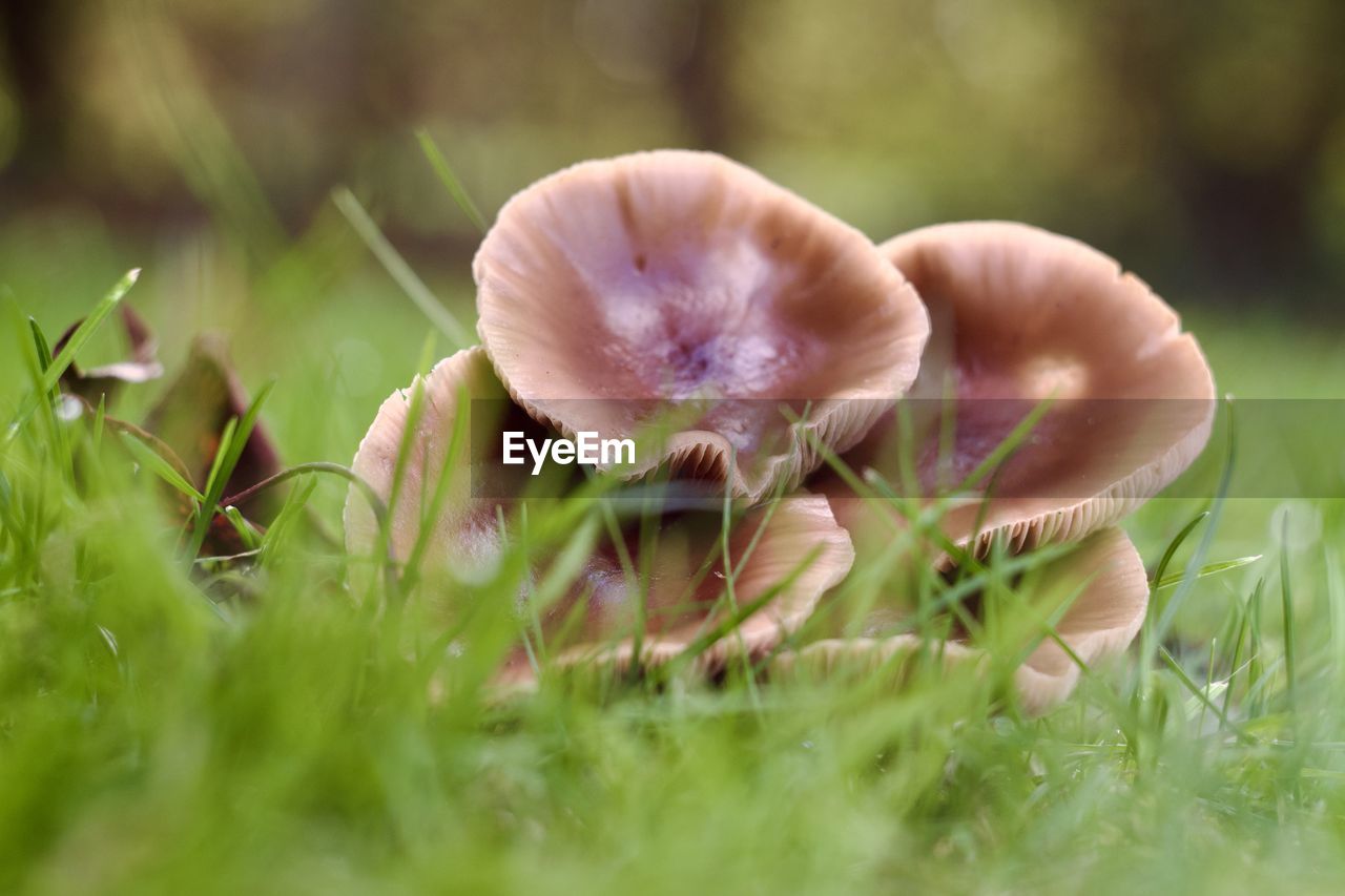 plant, vegetable, mushroom, fungus, food, grass, nature, macro photography, growth, close-up, freshness, selective focus, food and drink, land, flower, no people, field, beauty in nature, green, surface level, outdoors, fragility, day, edible mushroom, forest, organic, healthy eating, toadstool, tree