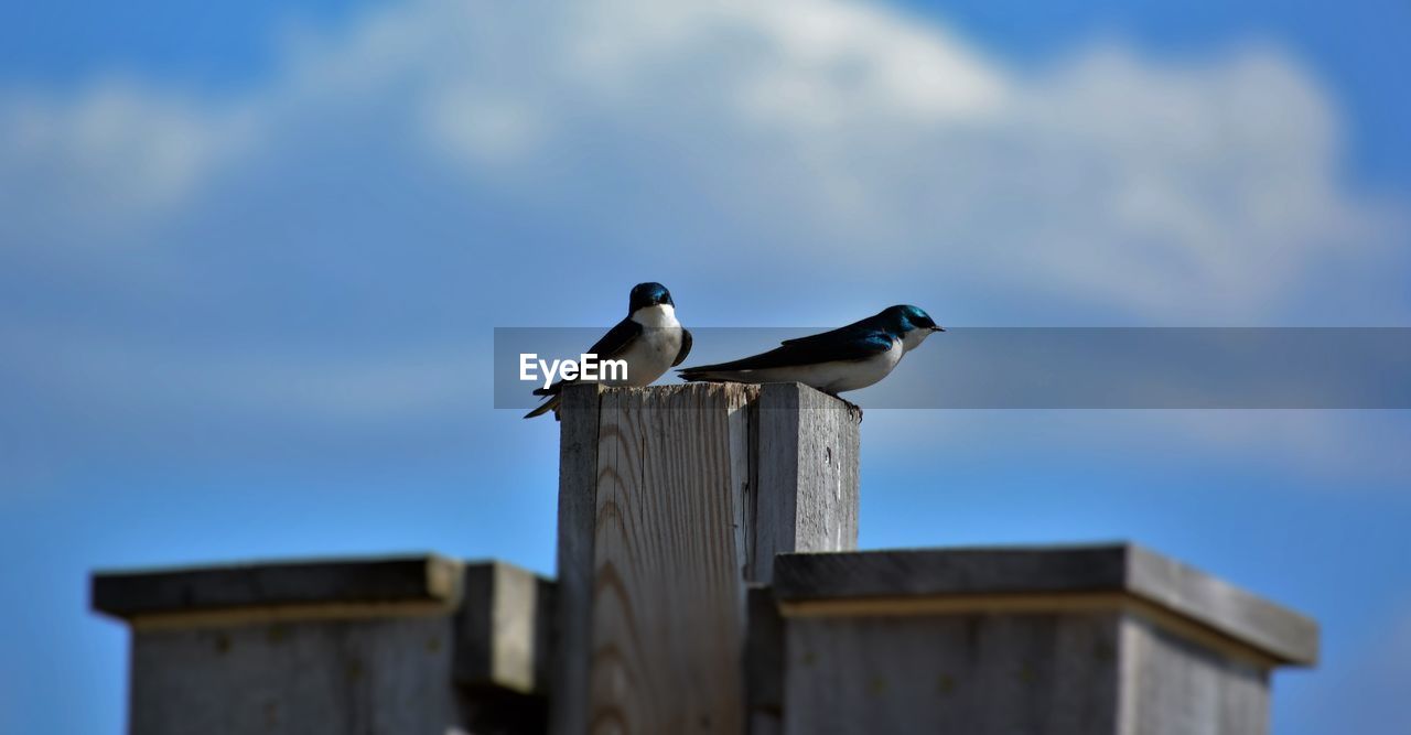 Low angle view of tree swallows perching on wooden post against sky