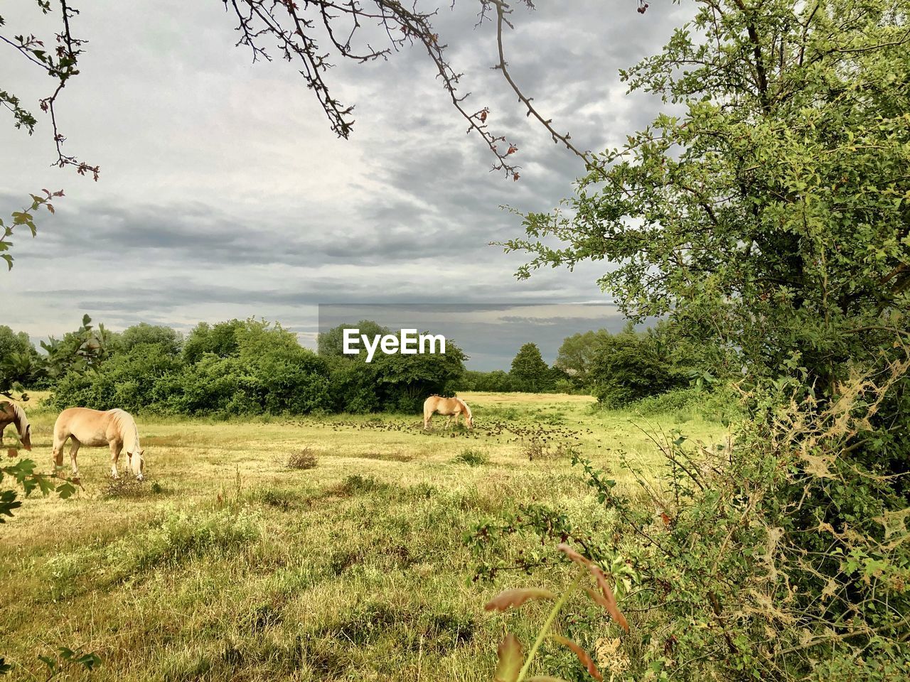 VIEW OF A SHEEP ON LANDSCAPE