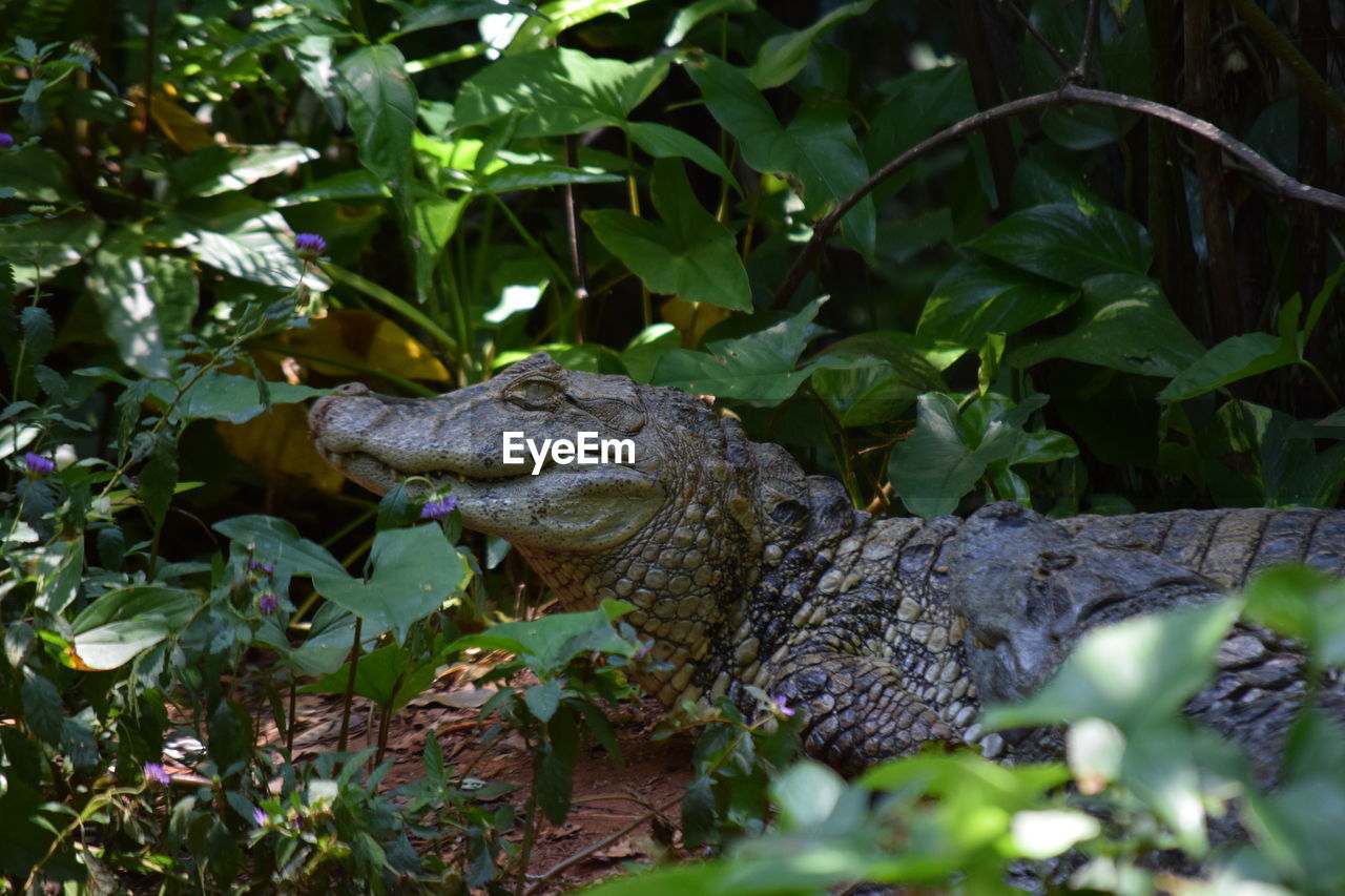 CLOSE-UP OF LIZARD IN PLANTS