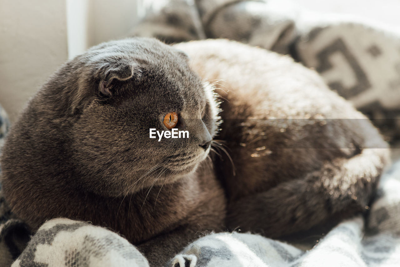 close-up of cat lying on bed