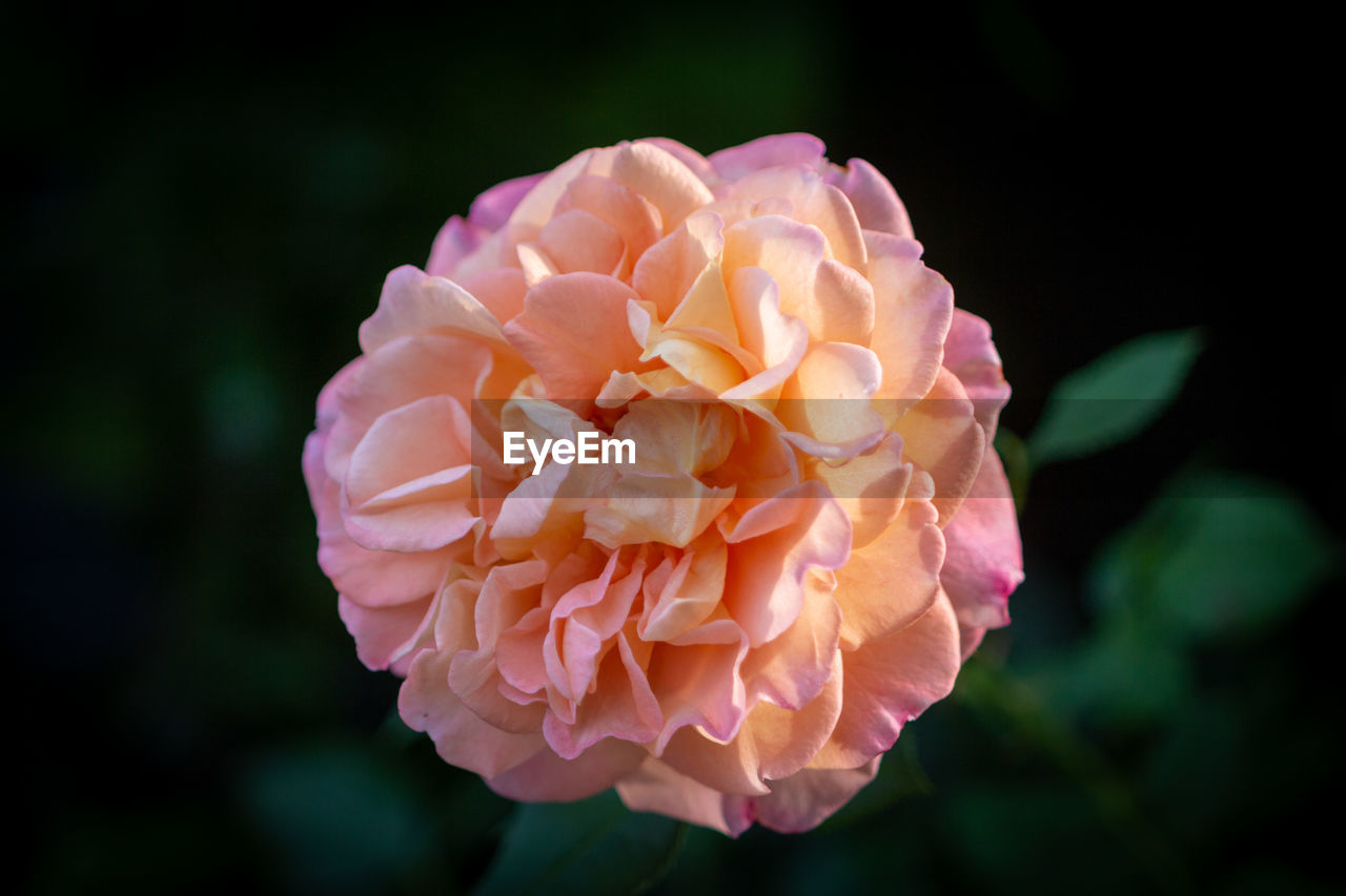 Close-up of pink rose