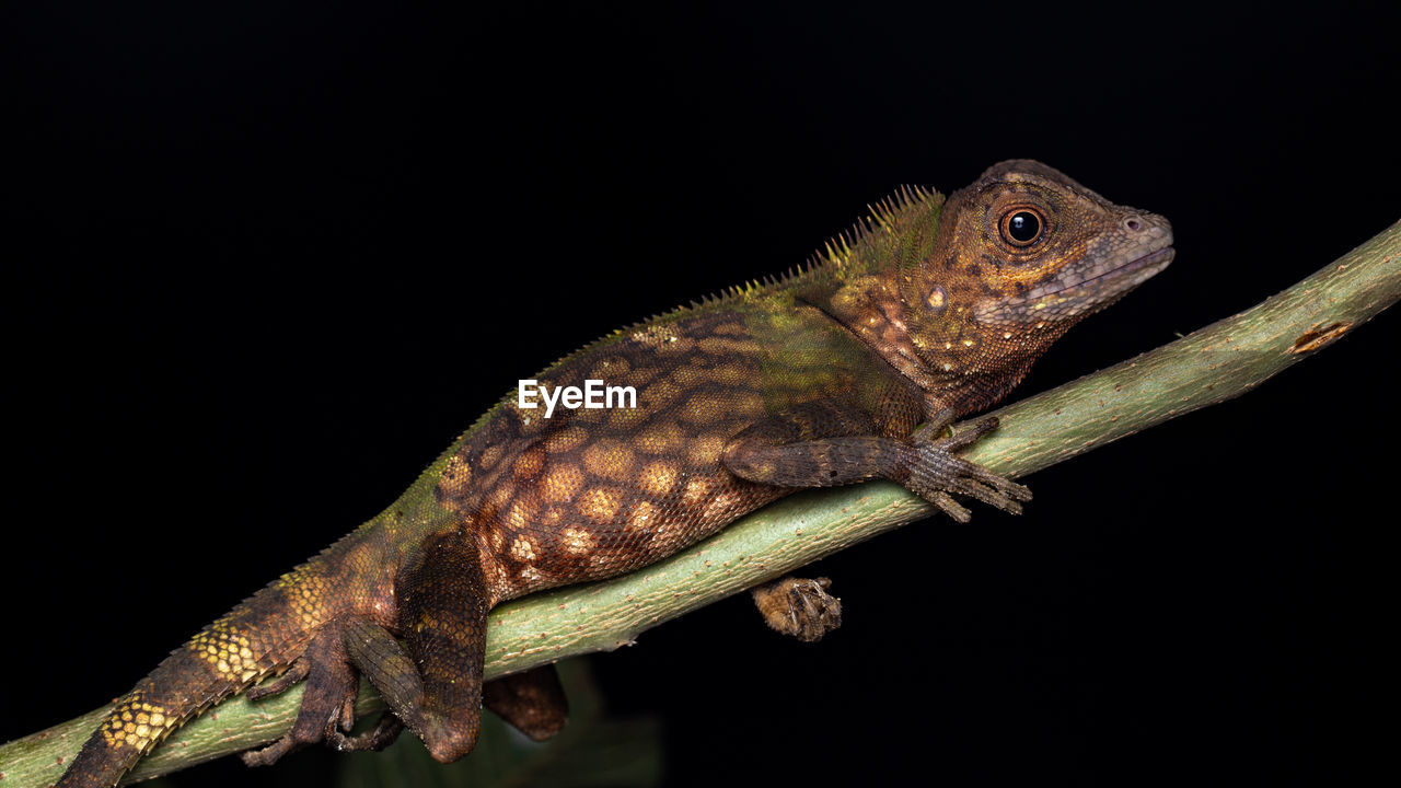 CLOSE-UP OF A LIZARD ON BLACK BACKGROUND