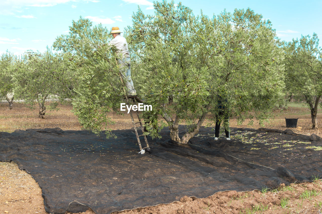 Man on a ladder picking olives from the top of the tree in the countryside on sunny day.