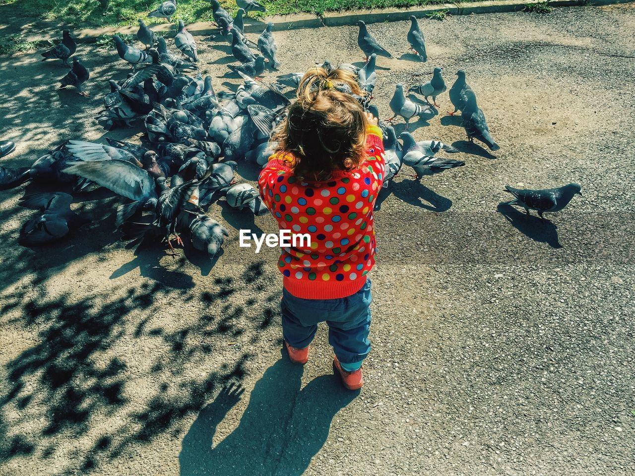 Rear view of girl by pigeons on road