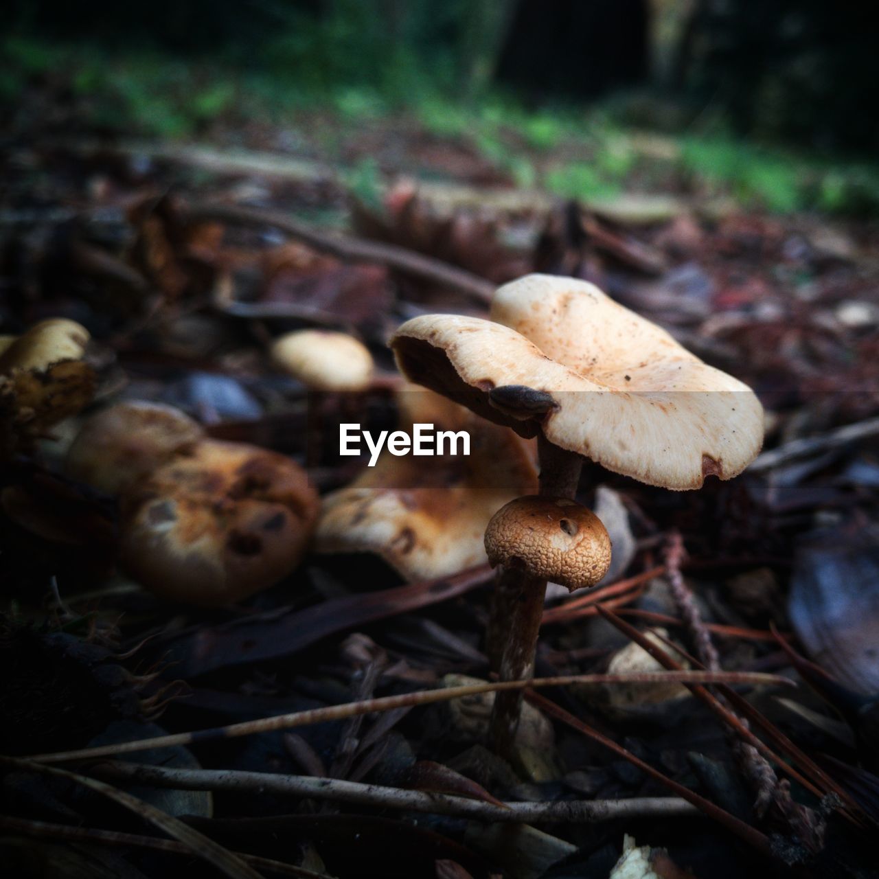 CLOSE-UP OF FLY AGARIC MUSHROOM