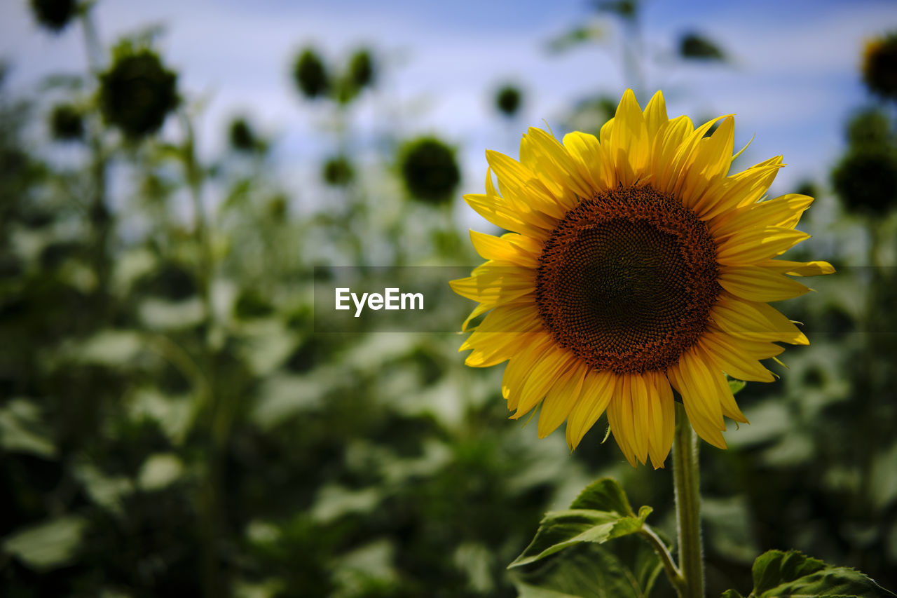 CLOSE-UP OF YELLOW SUNFLOWER ON FIELD