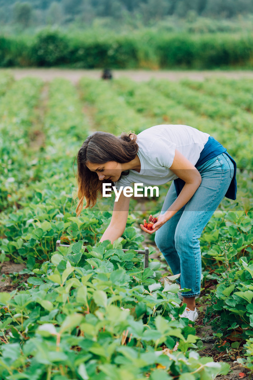 Woman picking strawberries at a u-pick farm in washington