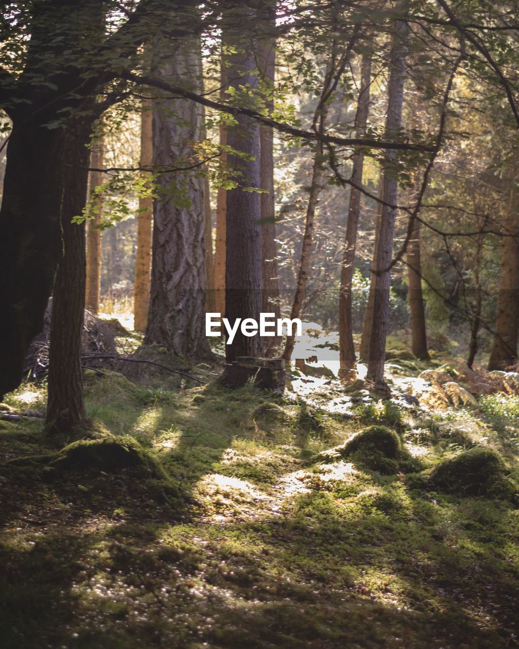 Trees in forest
