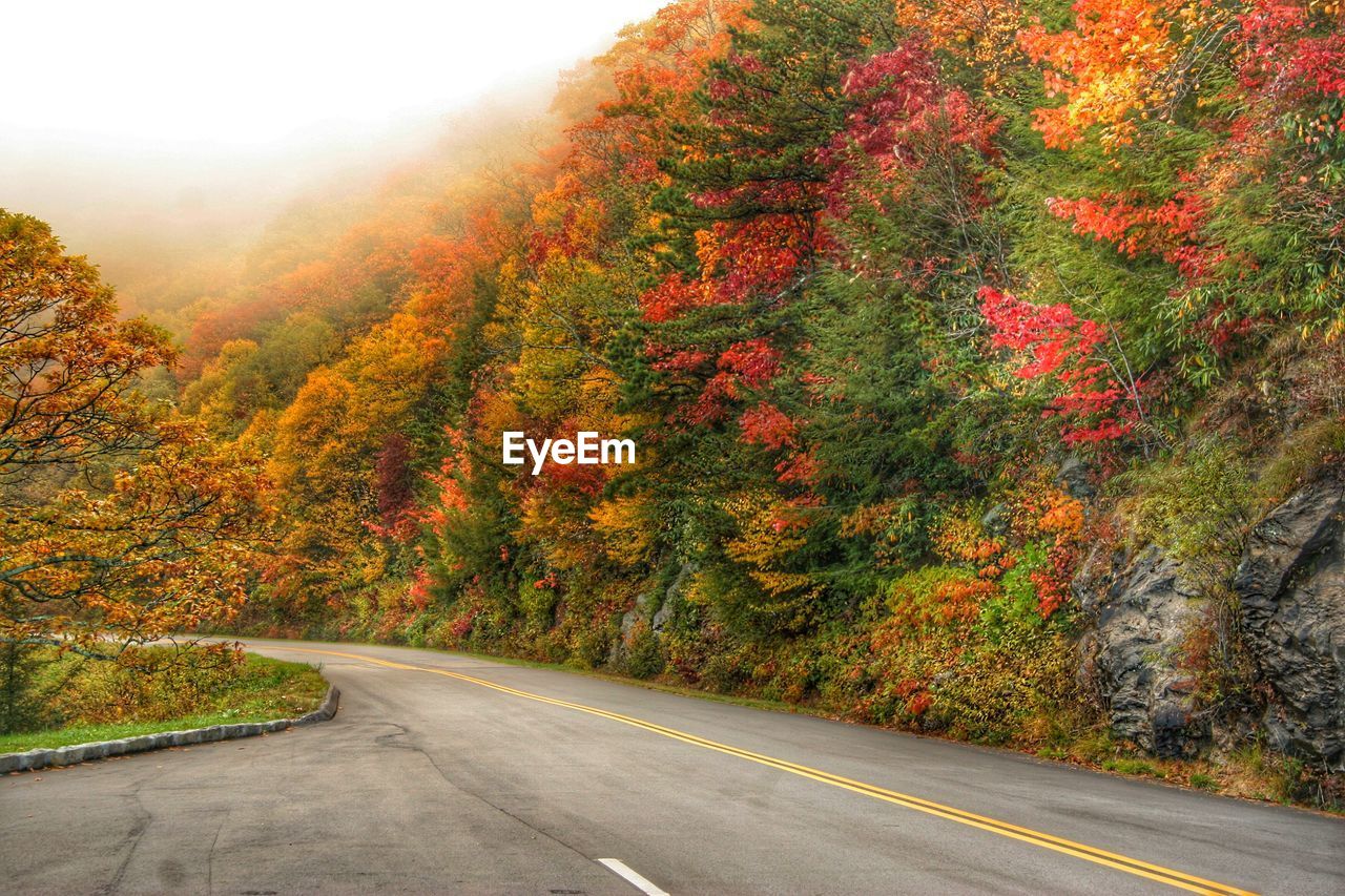 Country road by autumn trees