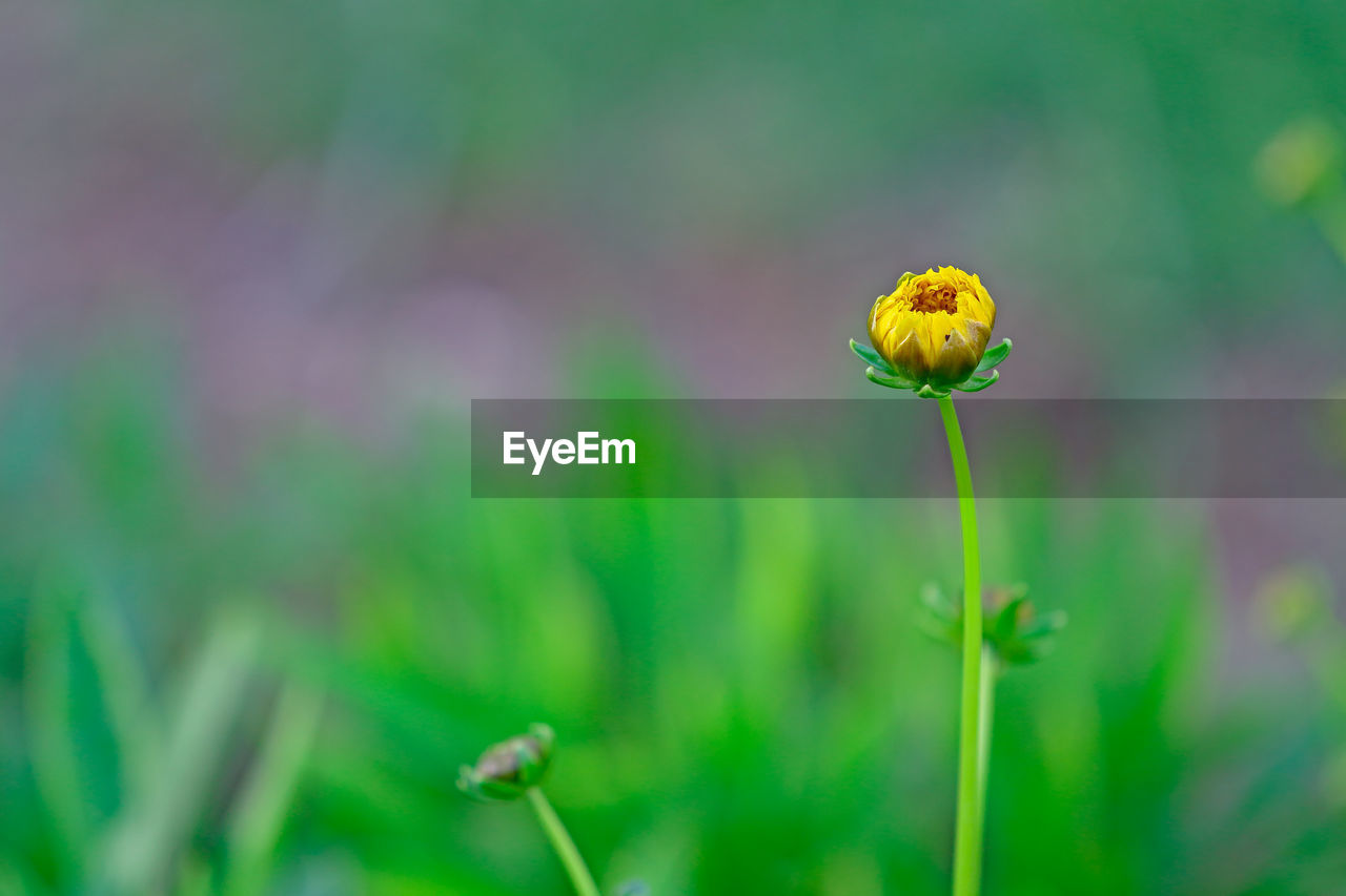 Close-up of yellow flower blooming outdoors