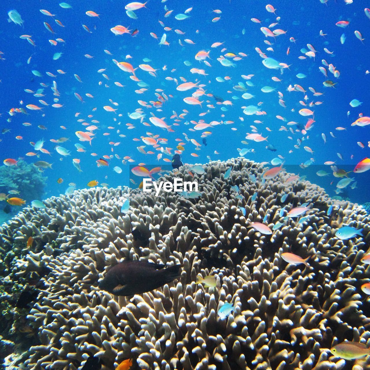 Fishes swimming by coral in sea