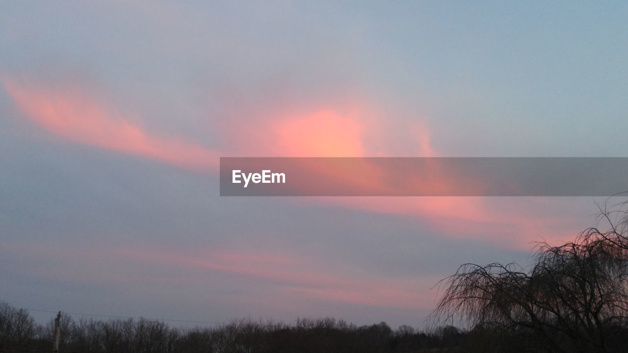 LOW ANGLE VIEW OF TREES AGAINST SKY AT SUNSET