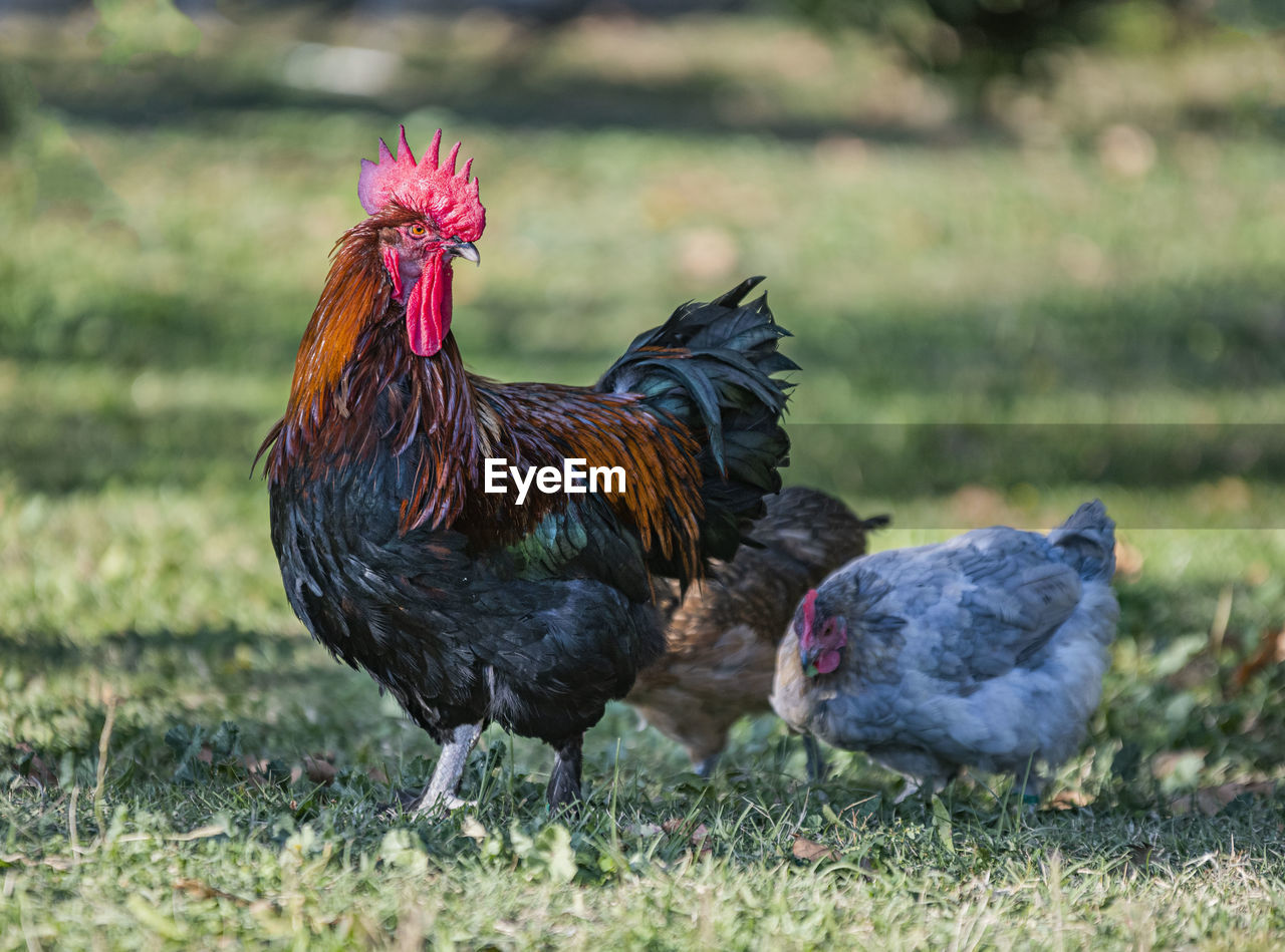 CLOSE-UP OF A BIRD