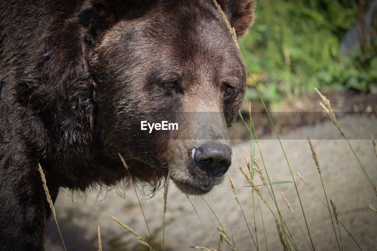 Close-up of a bear