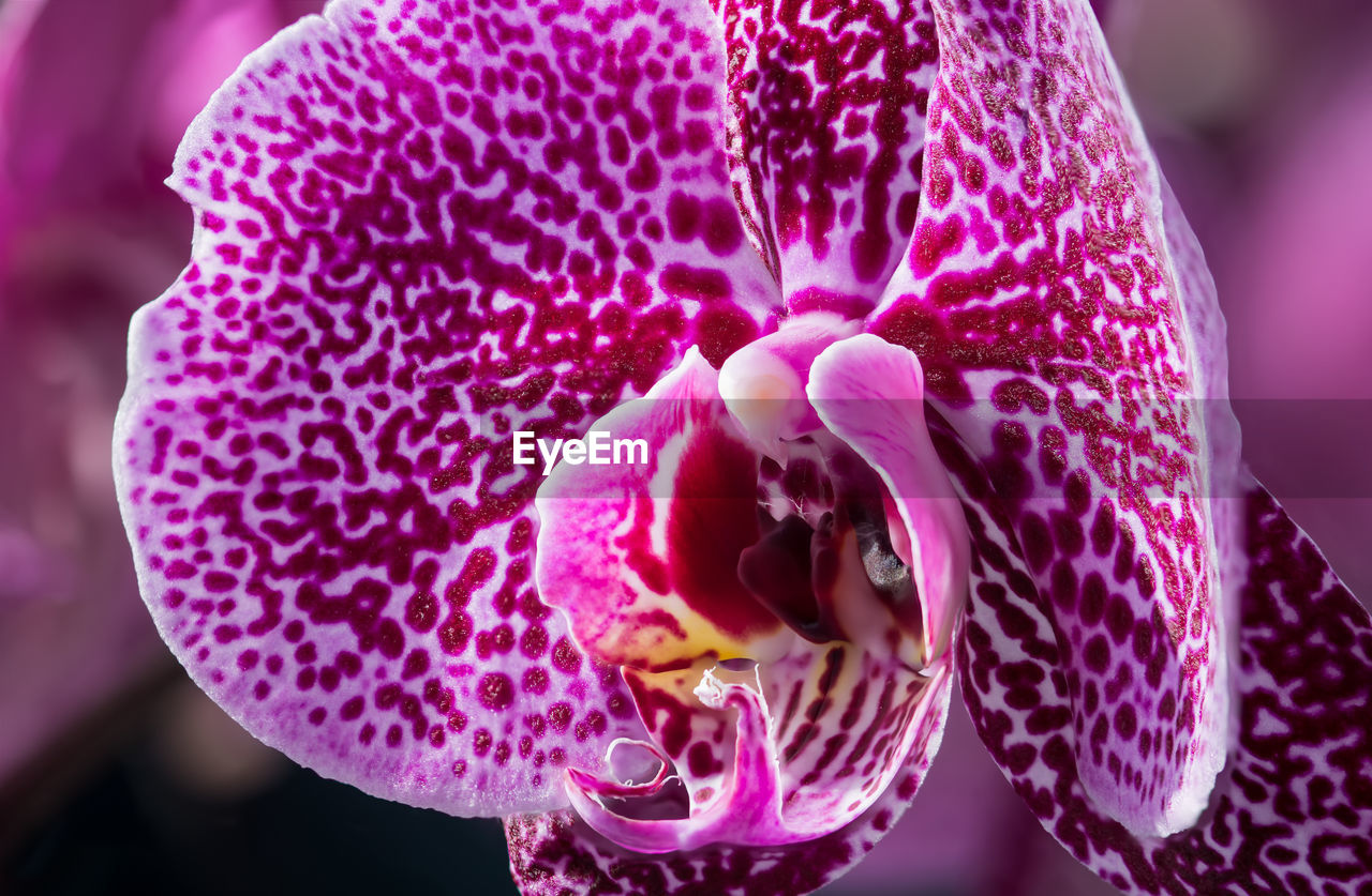 CLOSE-UP OF FLOWER BLOOMING