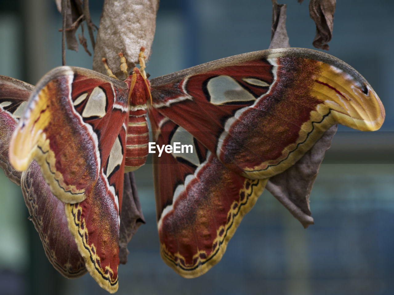 Silkworm moth in thailand 