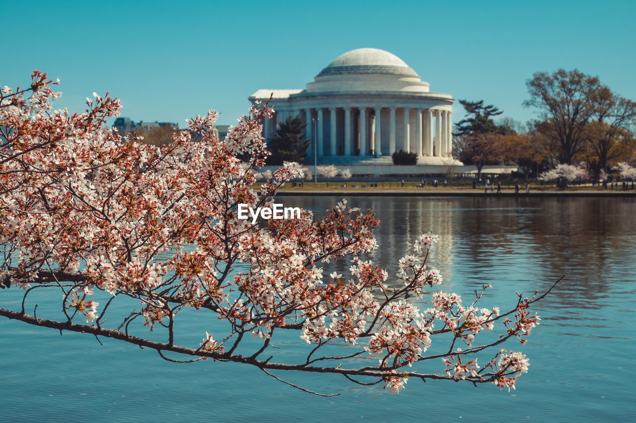 Blossom tree by tidal basin against jefferson memorial in city